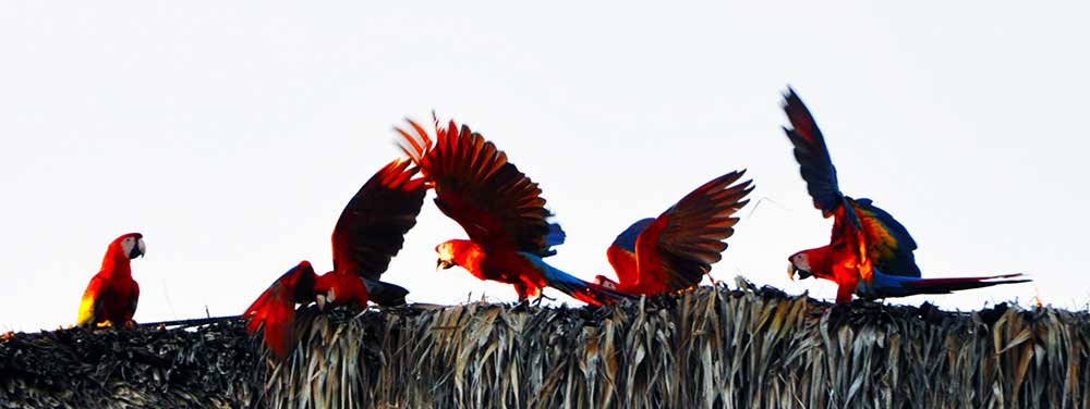 Chiapas