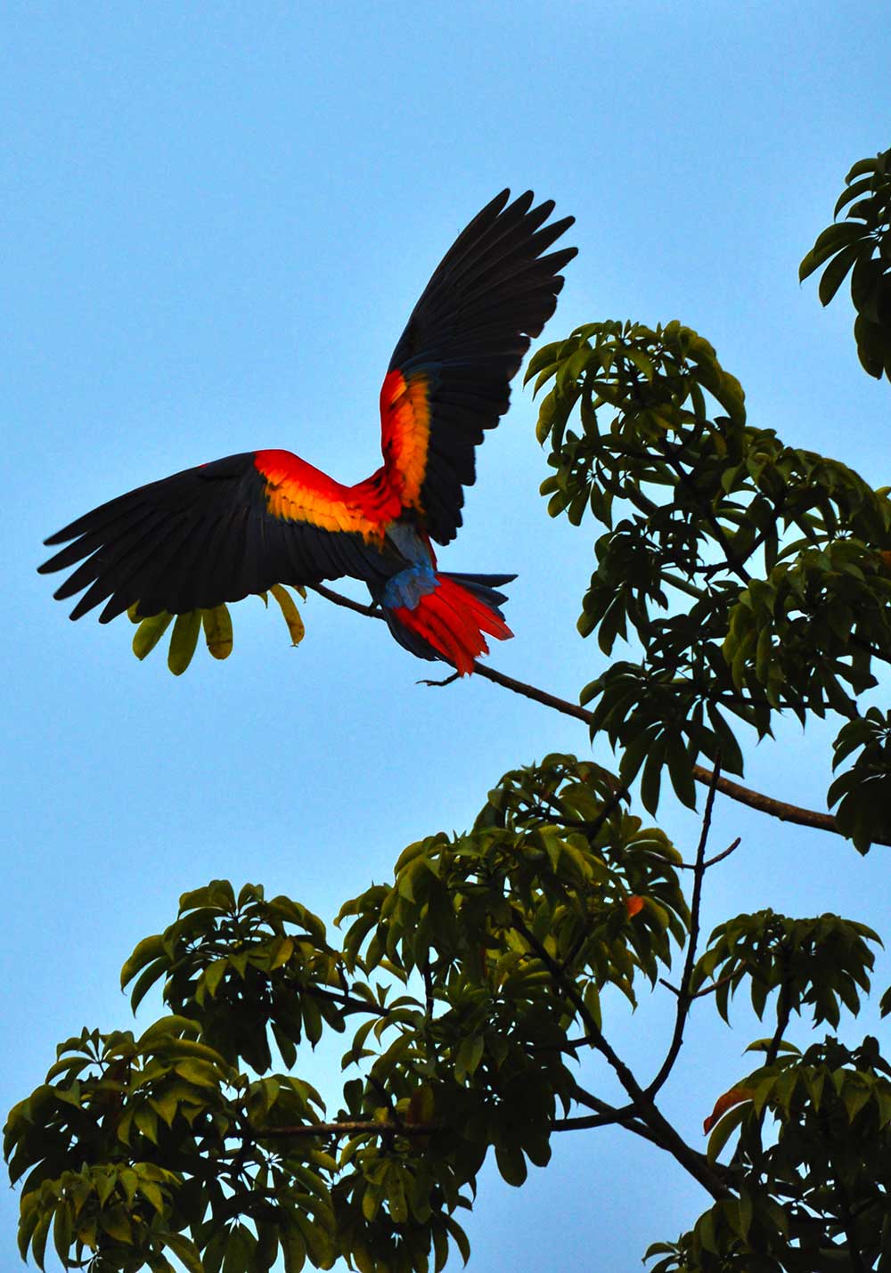 Chiapas